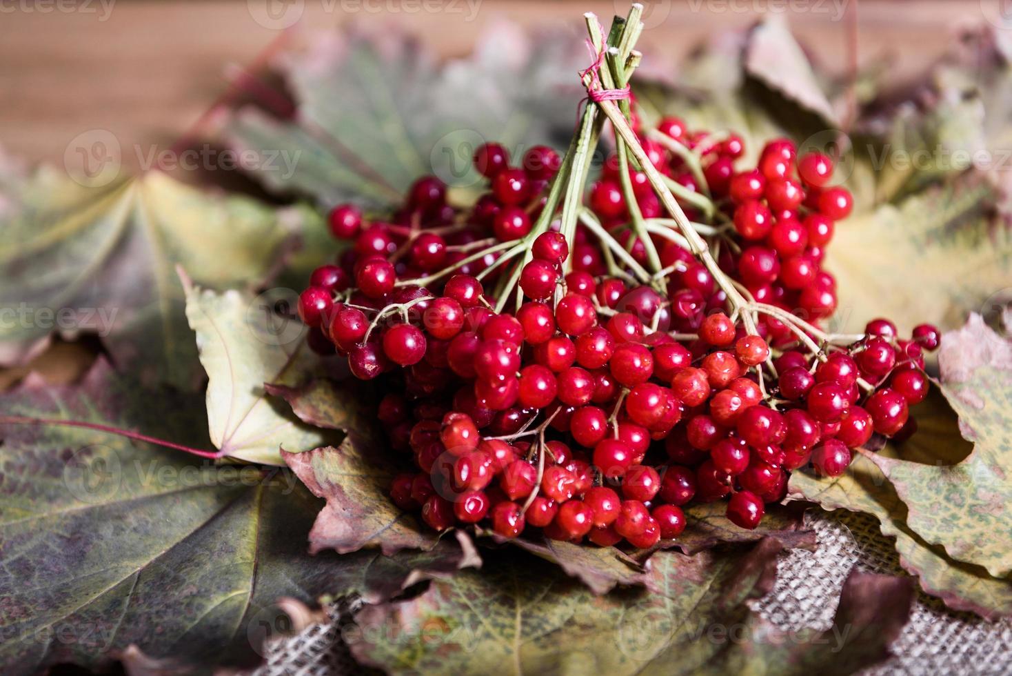 röda viburnum bär foto