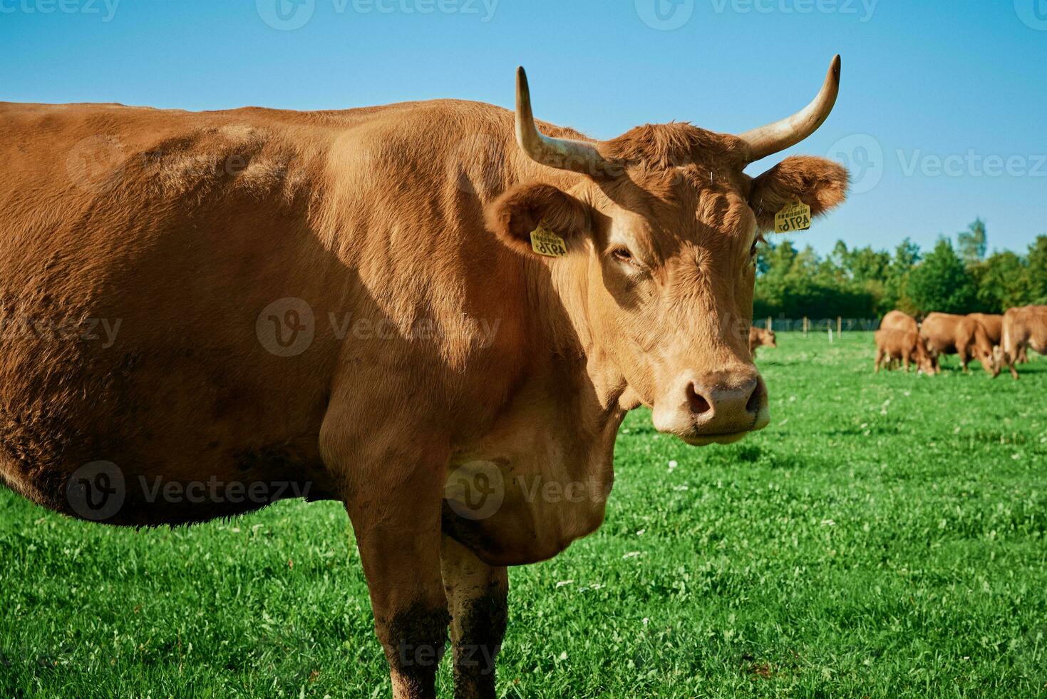 röd ko på sommar bete foto