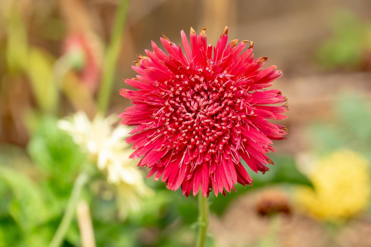 barberton daisy, gerbera daisy blomma i blommaträdgården. foto