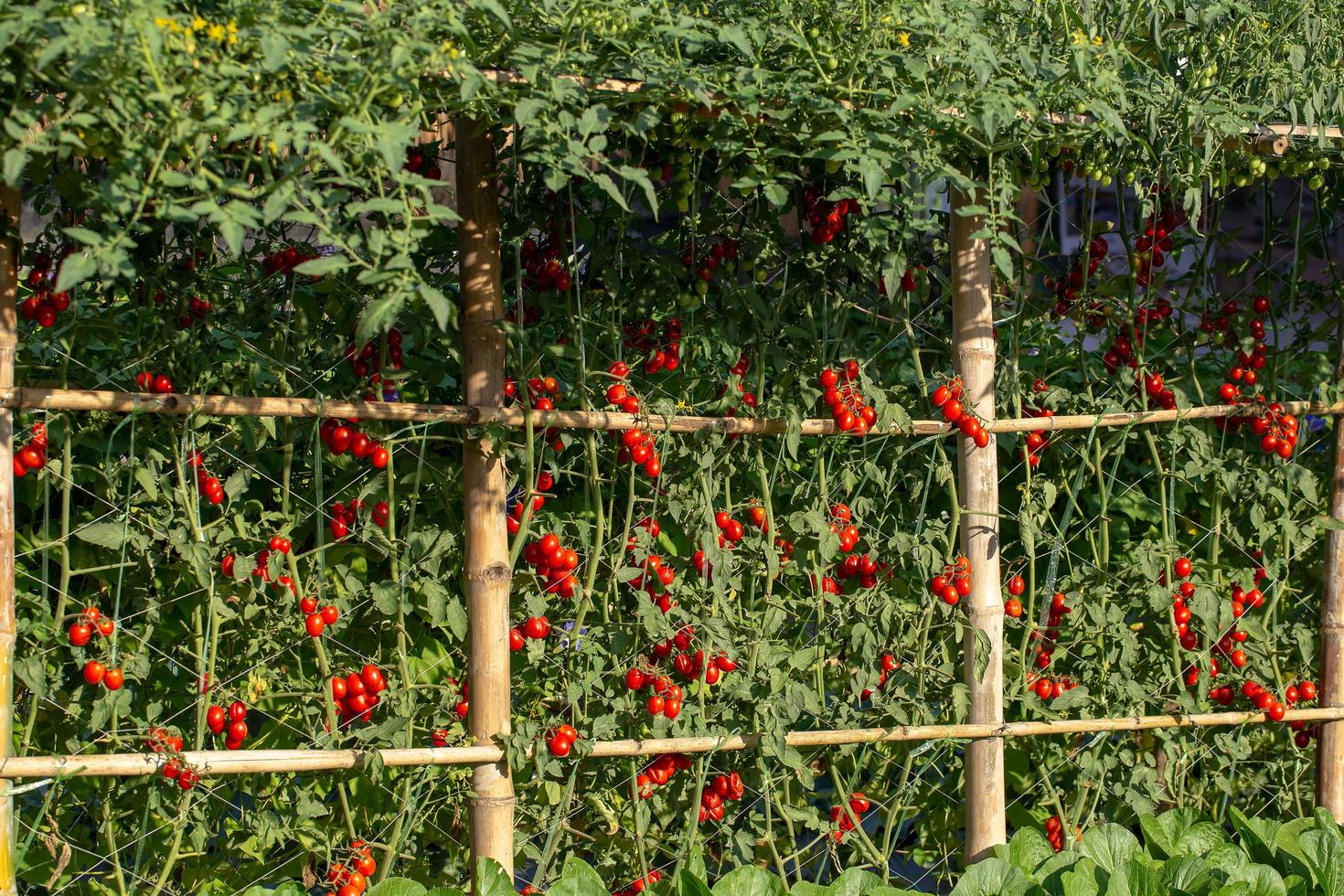 mogna röda tomater hänger på tomatträdet i trädgården foto