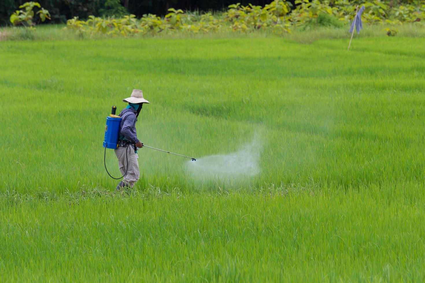 bonde som besprutar bekämpningsmedel i skadedjuret för risfält foto