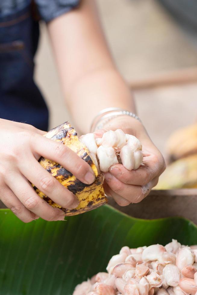 färska kakaobönor i en bondes hand foto