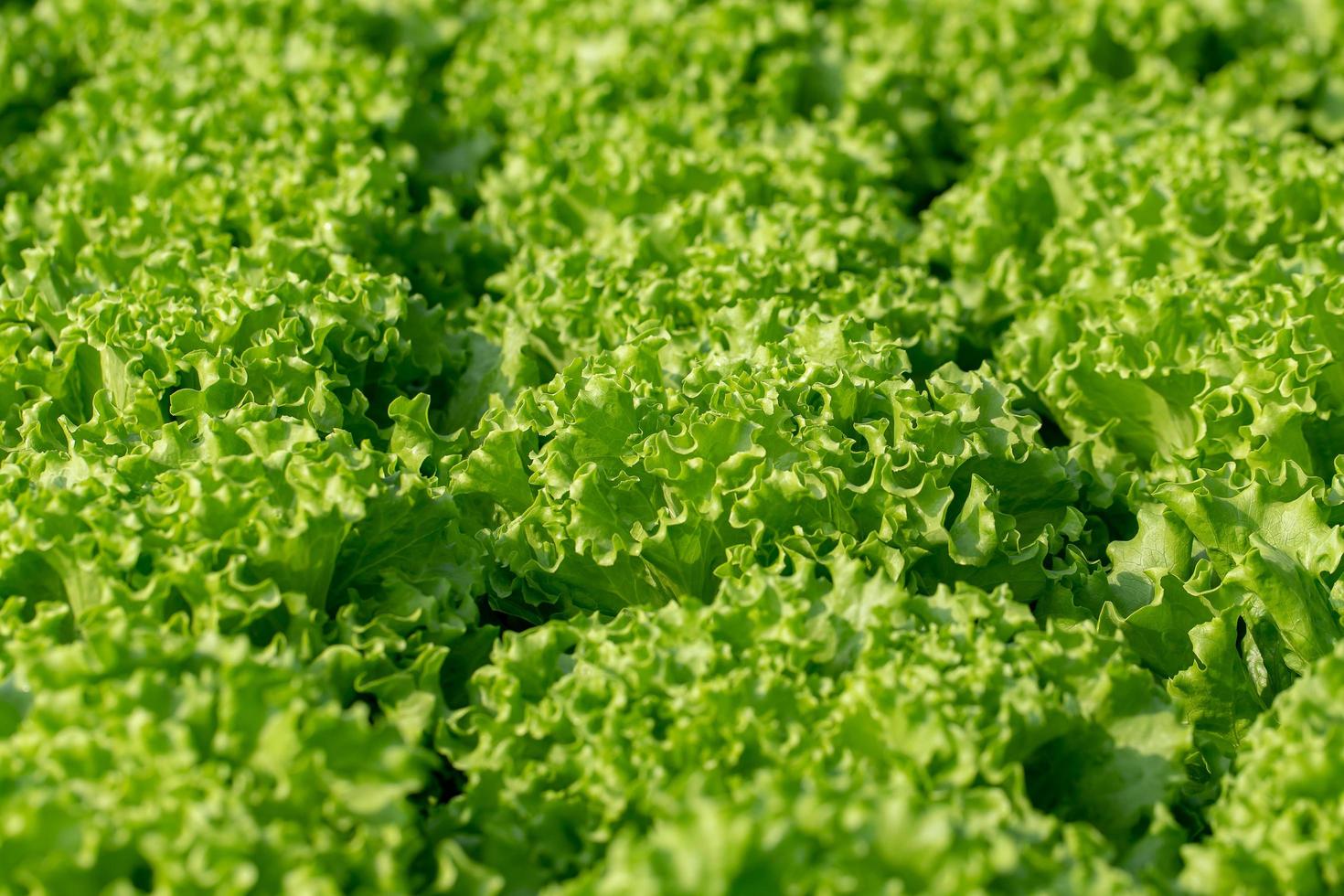 färska frillice isbergssalladsblad, sallader vegetabiliska hydroponics gård foto