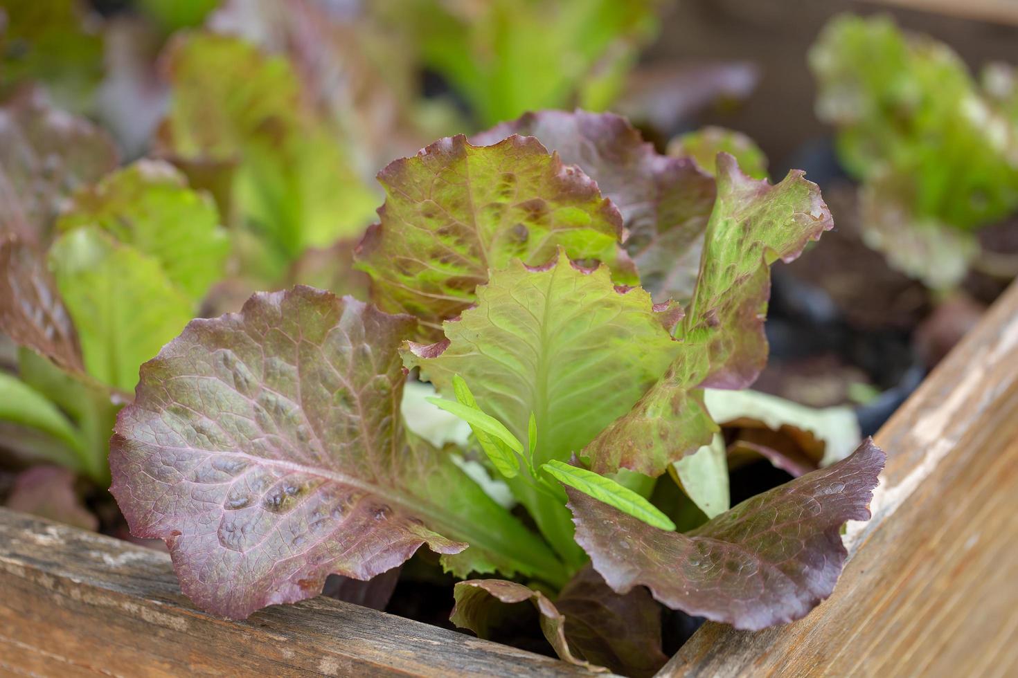 färska gröna salladsblad, sallader vegetabilisk ekologisk mat. foto