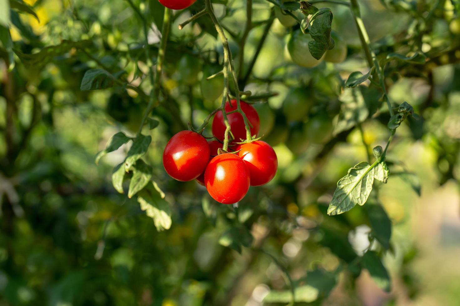 mogna röda tomater hänger på tomatträdet i trädgården foto