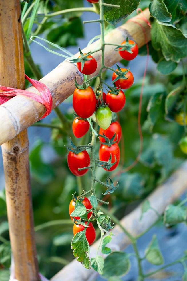 mogna röda tomater hänger på tomatträdet i trädgården foto