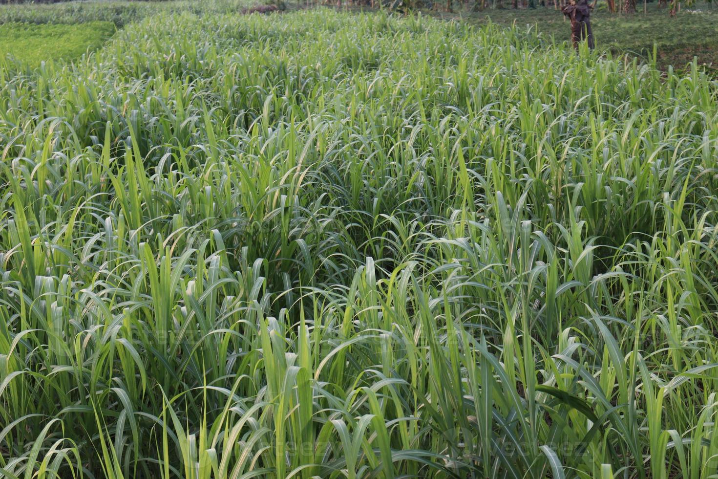 sockerrörgård på fält för skörd foto