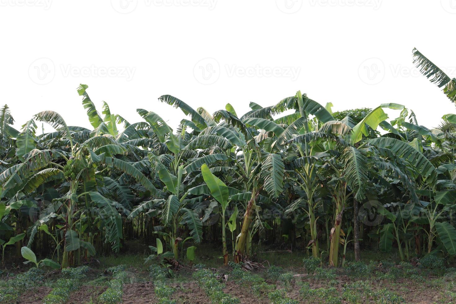 bananträdbestånd på gården foto