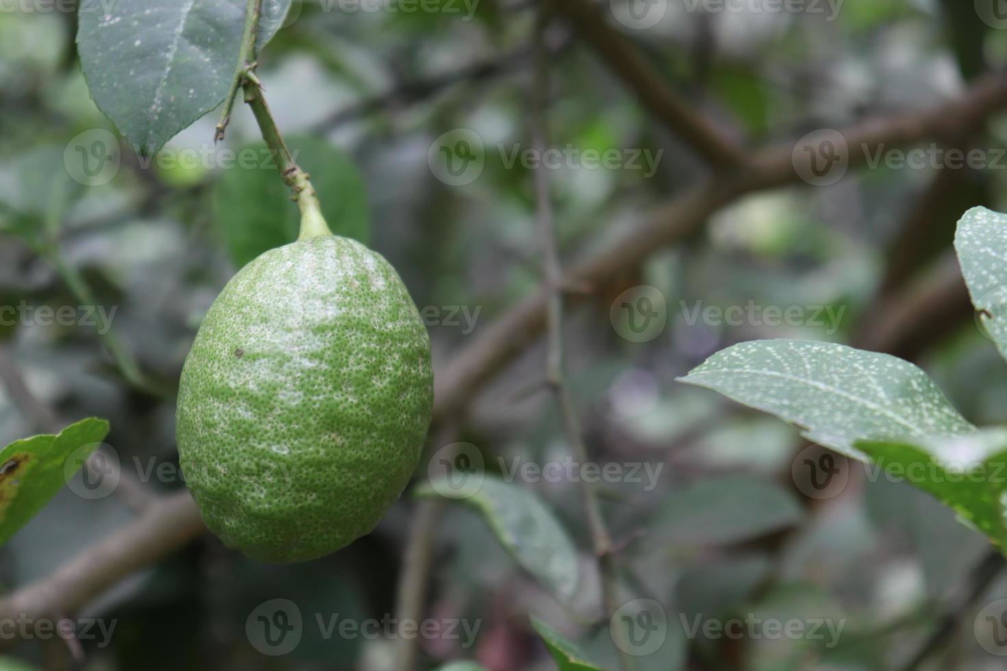 citron på träd i gården foto