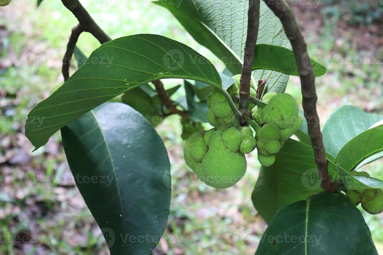 grönt färgat färskt artocarpus lacucha lager på träd foto