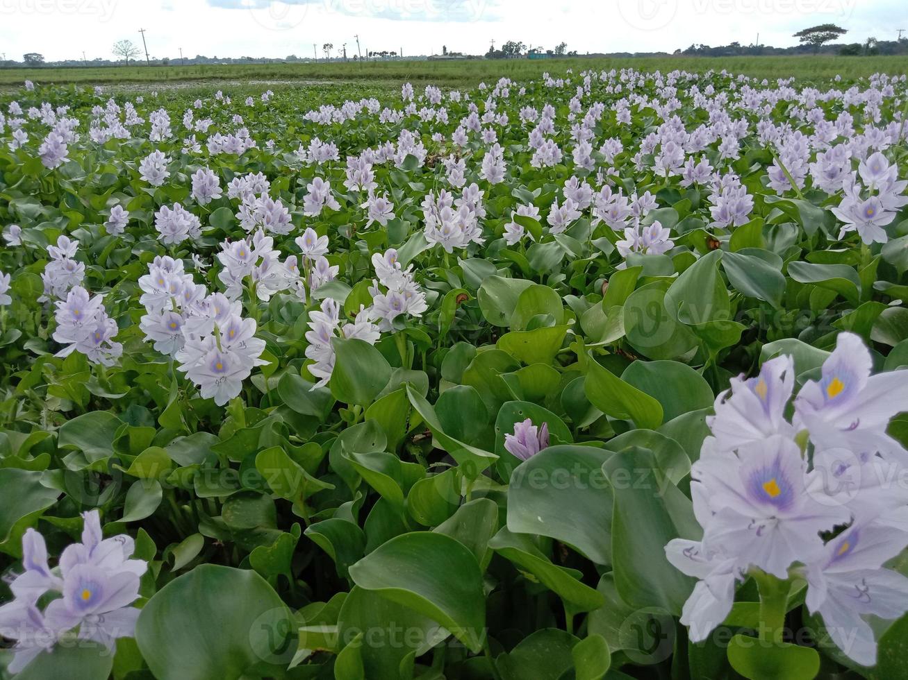 violett och vit färgad kochuri pana blomma foto