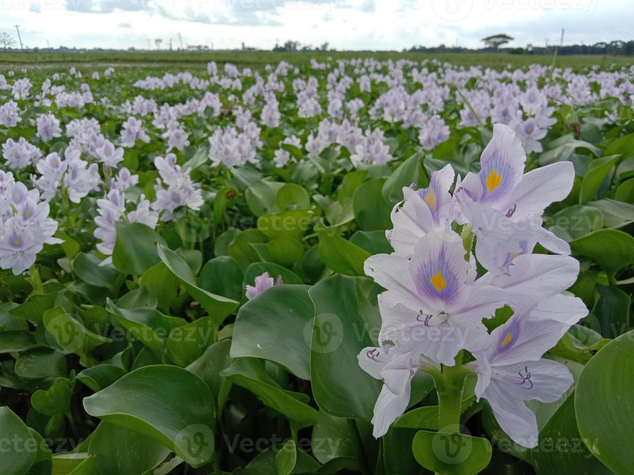 violett och vit färgad kochuri pana blomma foto