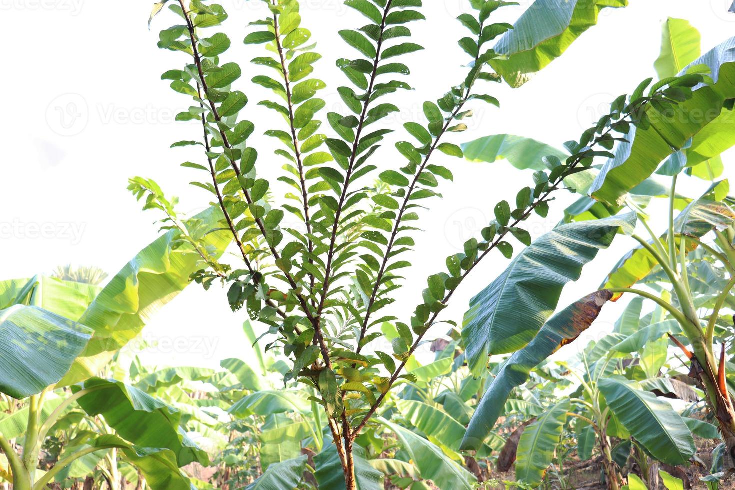 grönt färgat guavaträd för skörd foto