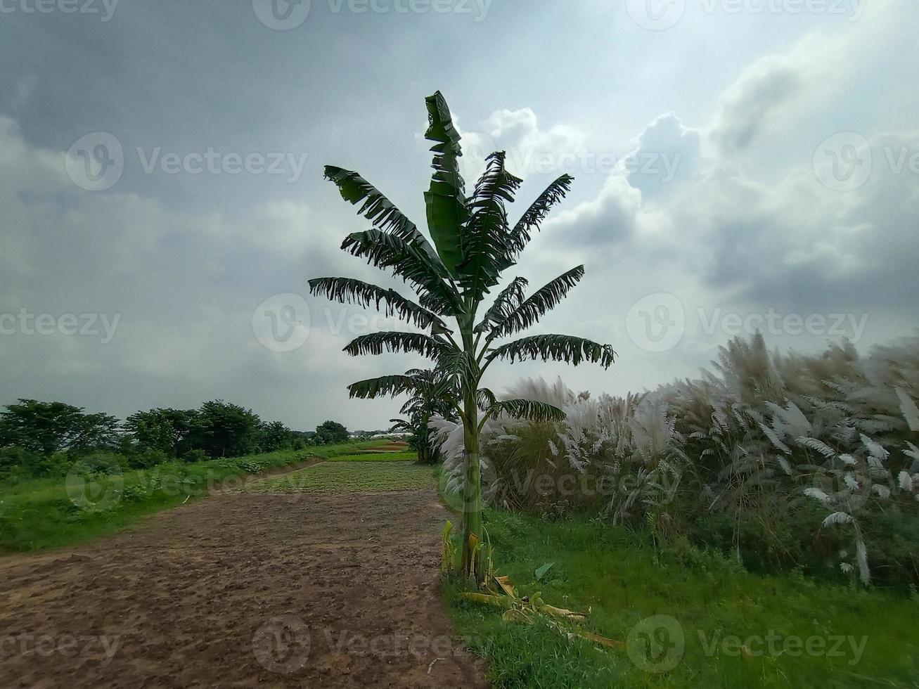 bananträd på lantgård och himmel foto
