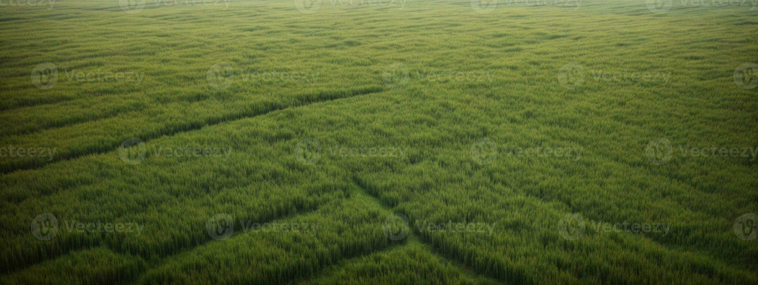 frodig grön gräs äng bakgrund. ai genererad foto