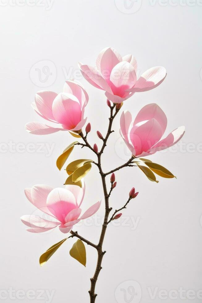rosa vår magnolia blommor gren. ai genererad foto