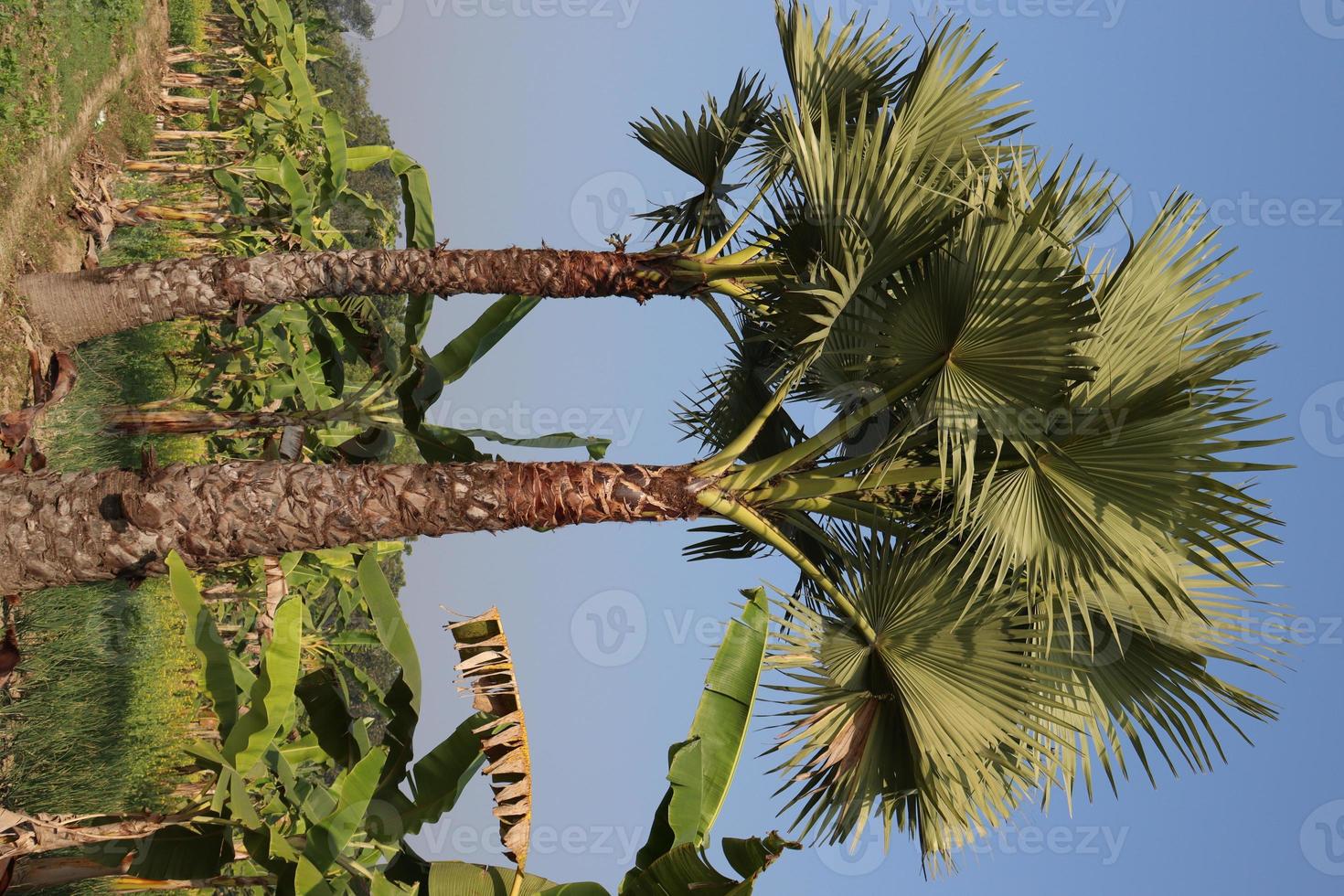 grönt färgat palmträdlager foto