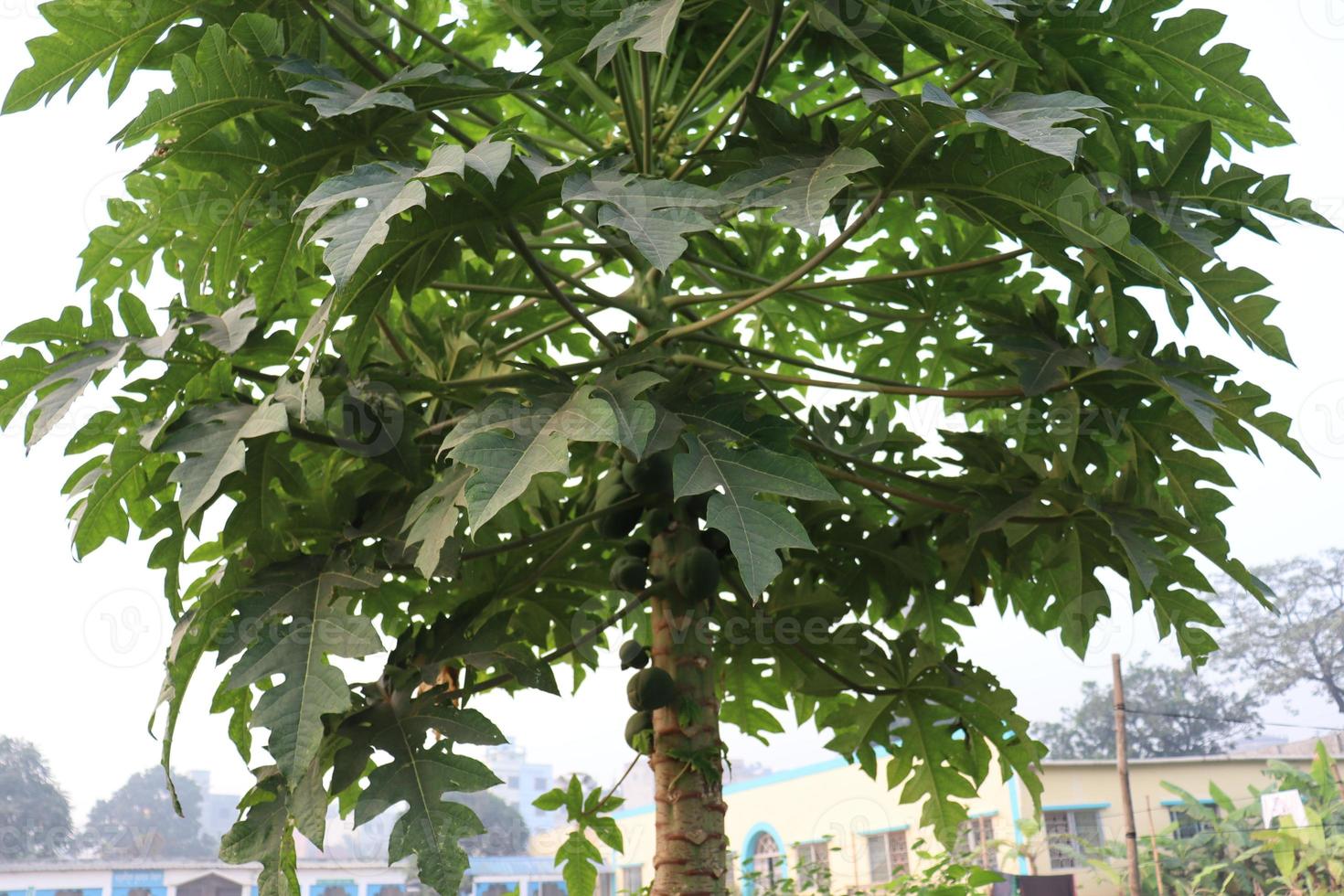 papayaträd med grönt blad foto