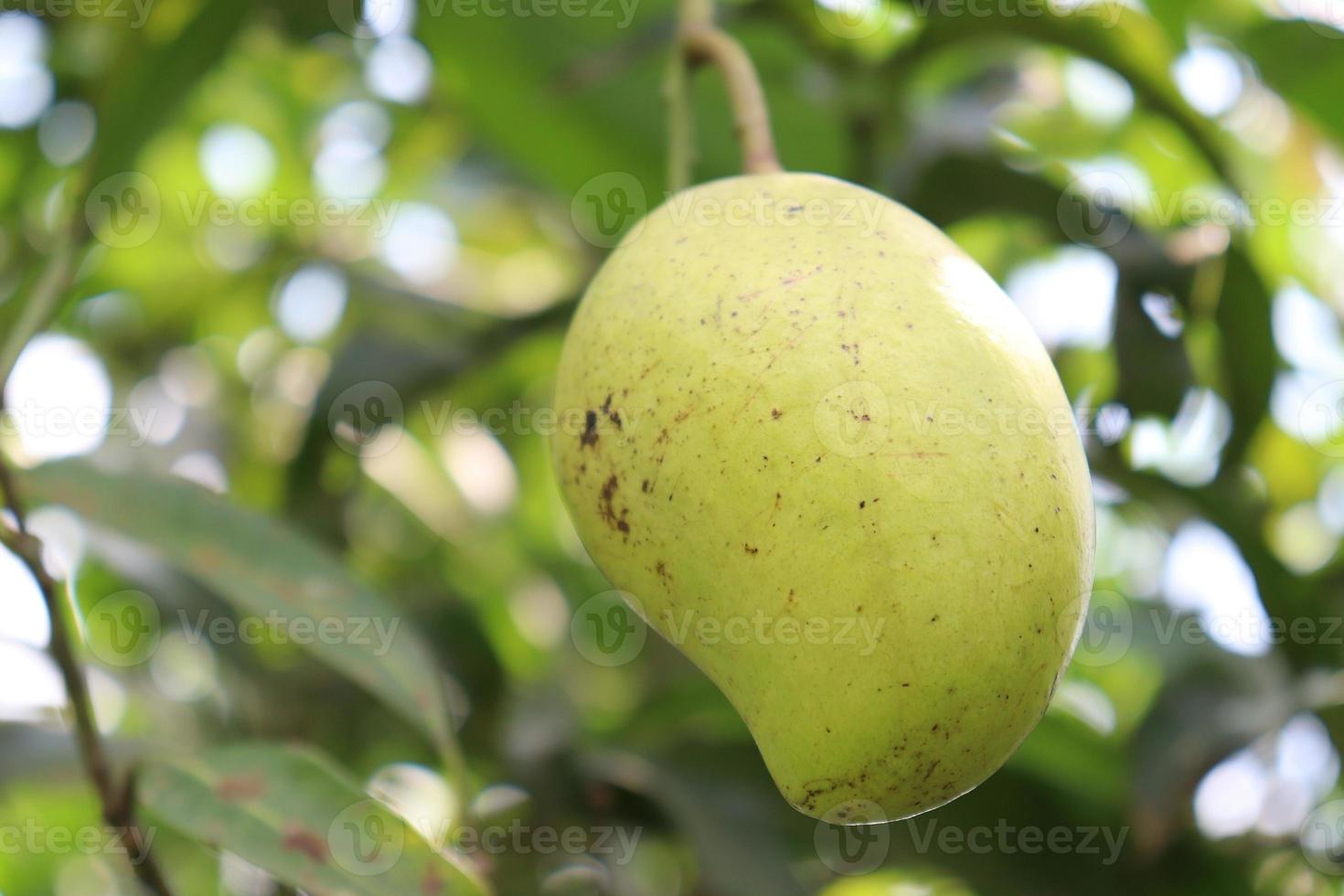 grön rå mango på träd i företaget foto