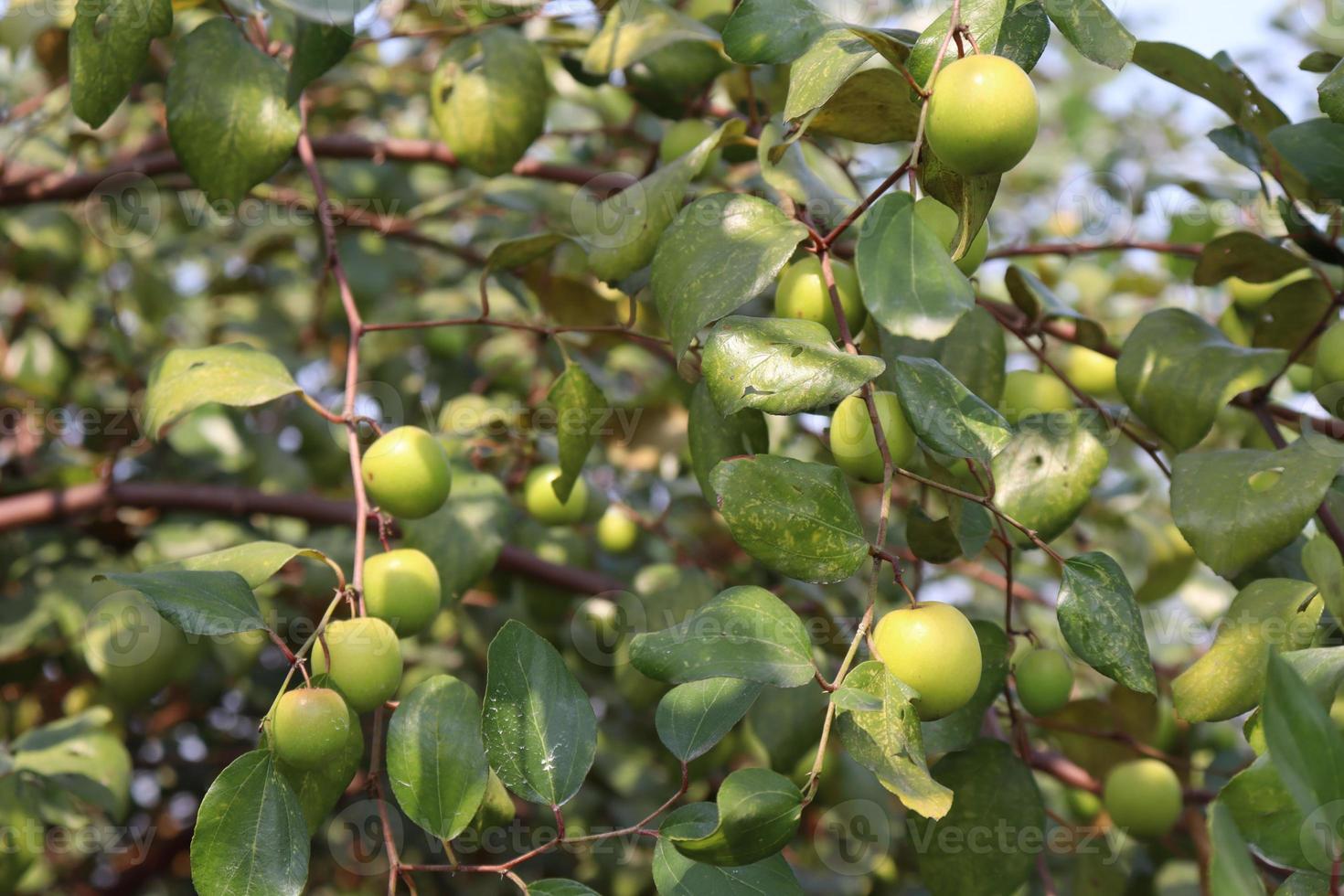 träd med jujube för uppstramning foto