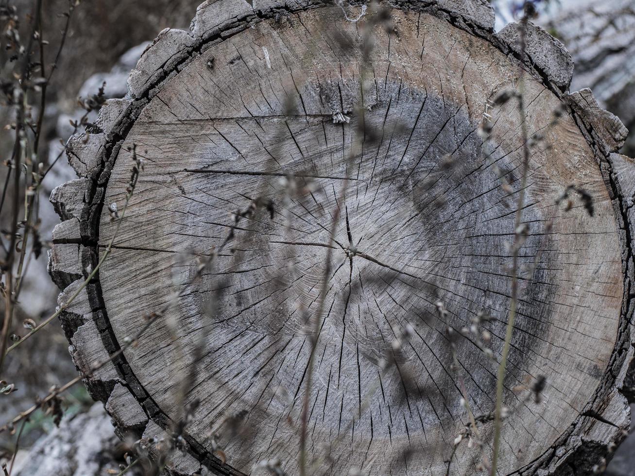 vacker torr vedstubbe. sprucken trästruktur på lönnstubbe foto