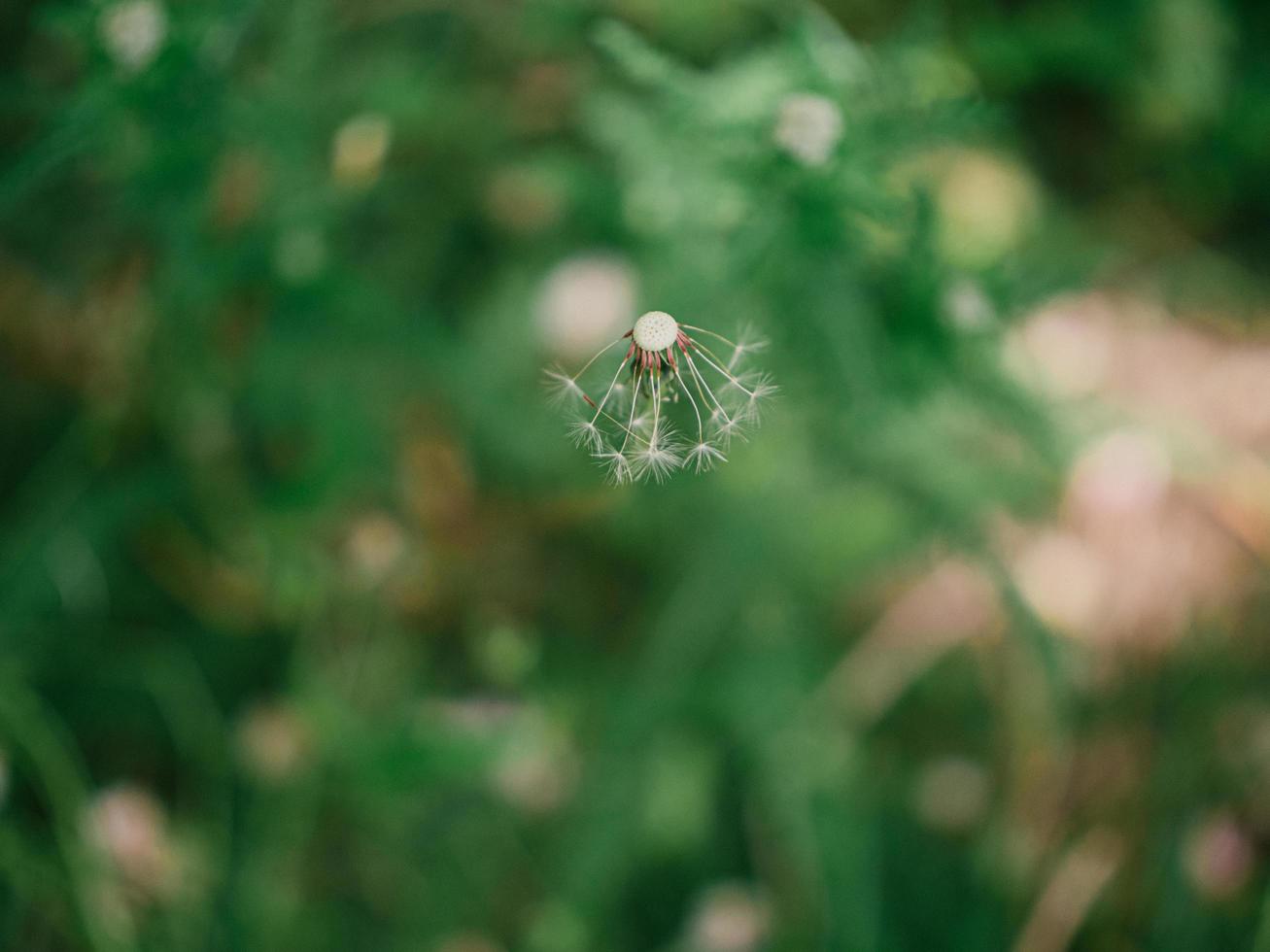 vit maskrosblomma i grönt gräs foto