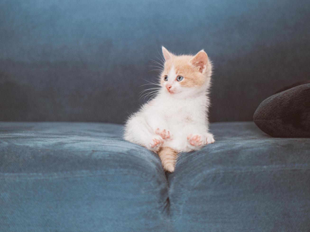 liten söt kattunge sitter i soffan foto