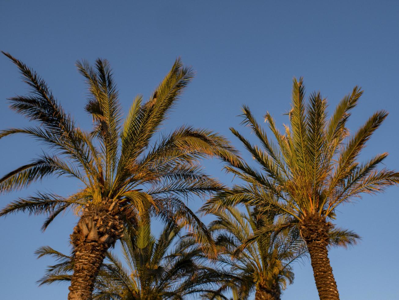 perfekta palmer mot en vacker blå himmel. natur tropiska träd foto
