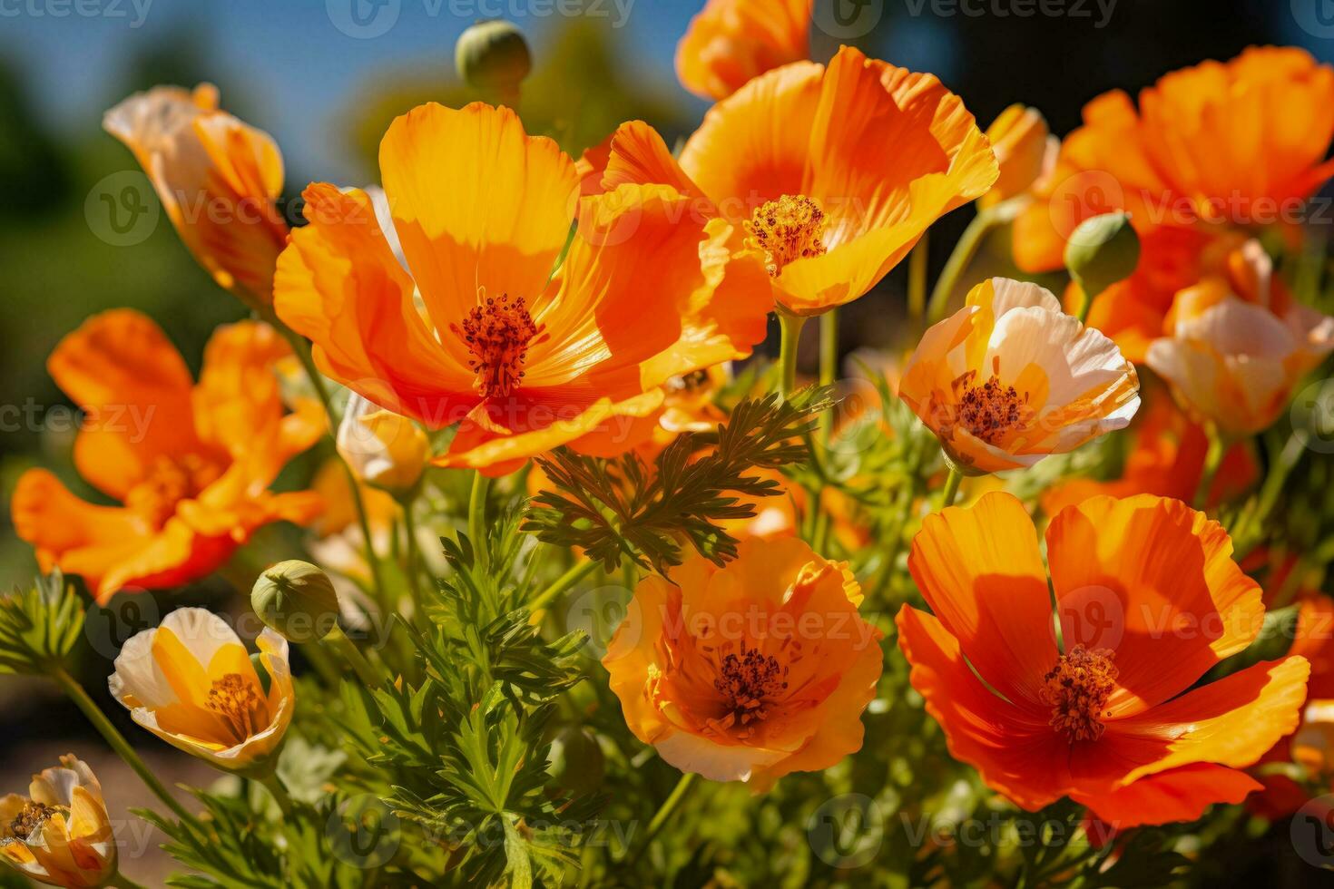 orange kalifornien vallmo och gräshoppa vibrerande vild blomma möter livlig insekt i Kalifornien orange grevskap foto