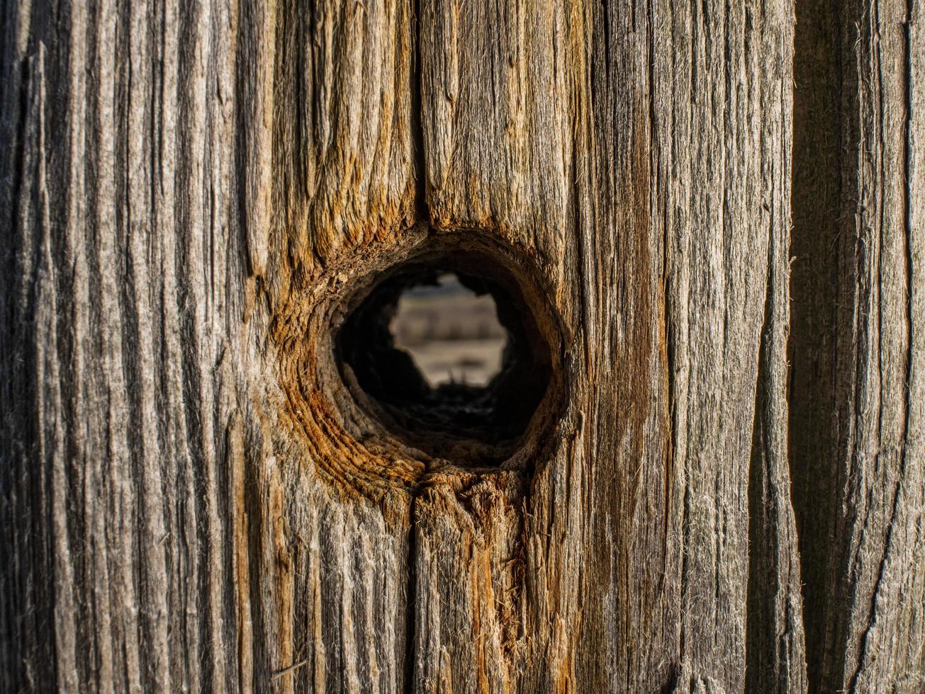 vacker naturlig torr trädstam med hål. trä bakgrund. gammal trä konsistens foto