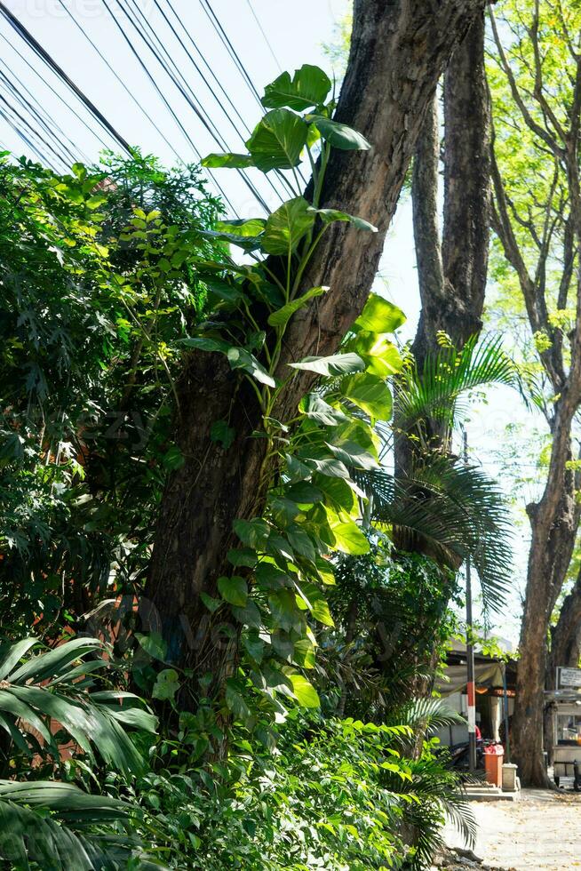 en stor träd trunk täckt med philodendron växter foto