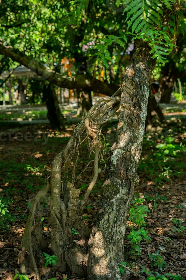 vriden träd täckt mossa i de skog foto