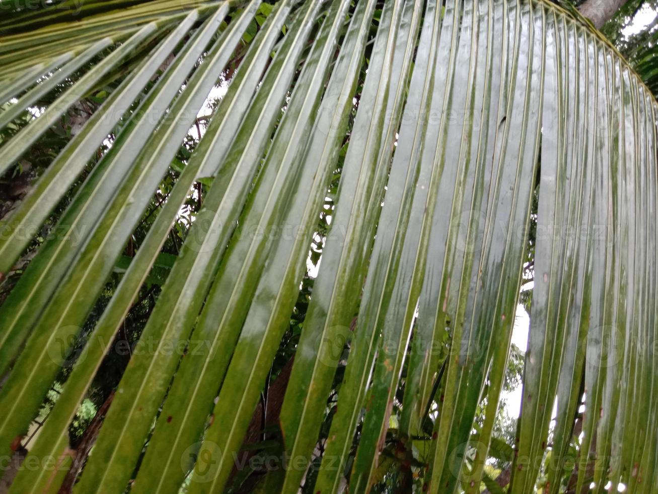 kokosnöt träd lager på fast foto