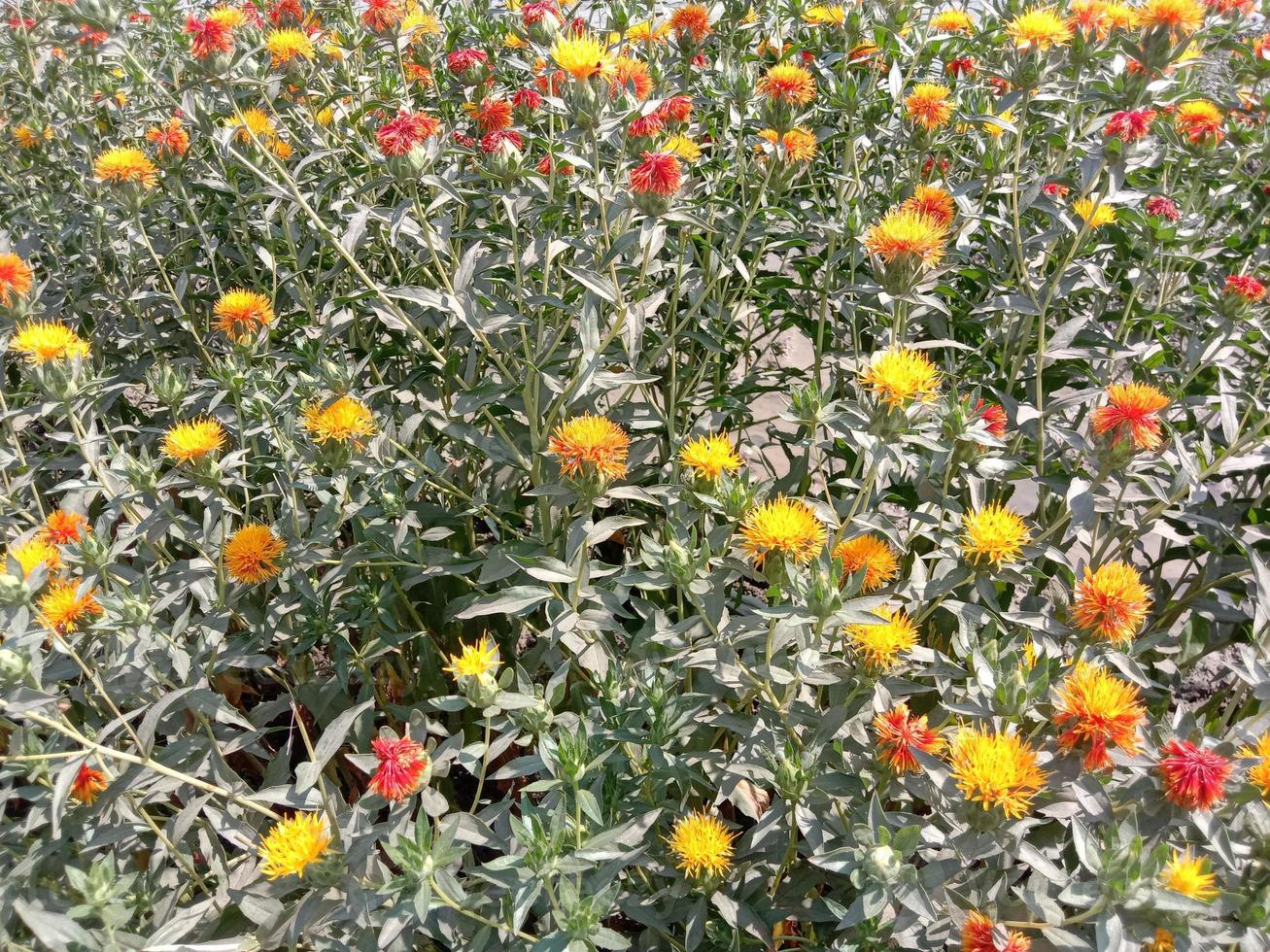 gul färgad vacker blommacloseup foto