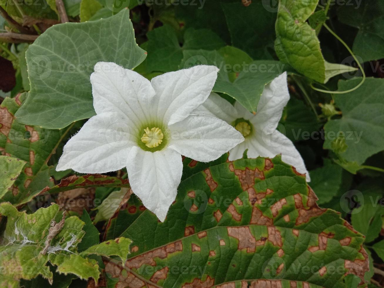 vit färgad vacker blomma närbild foto