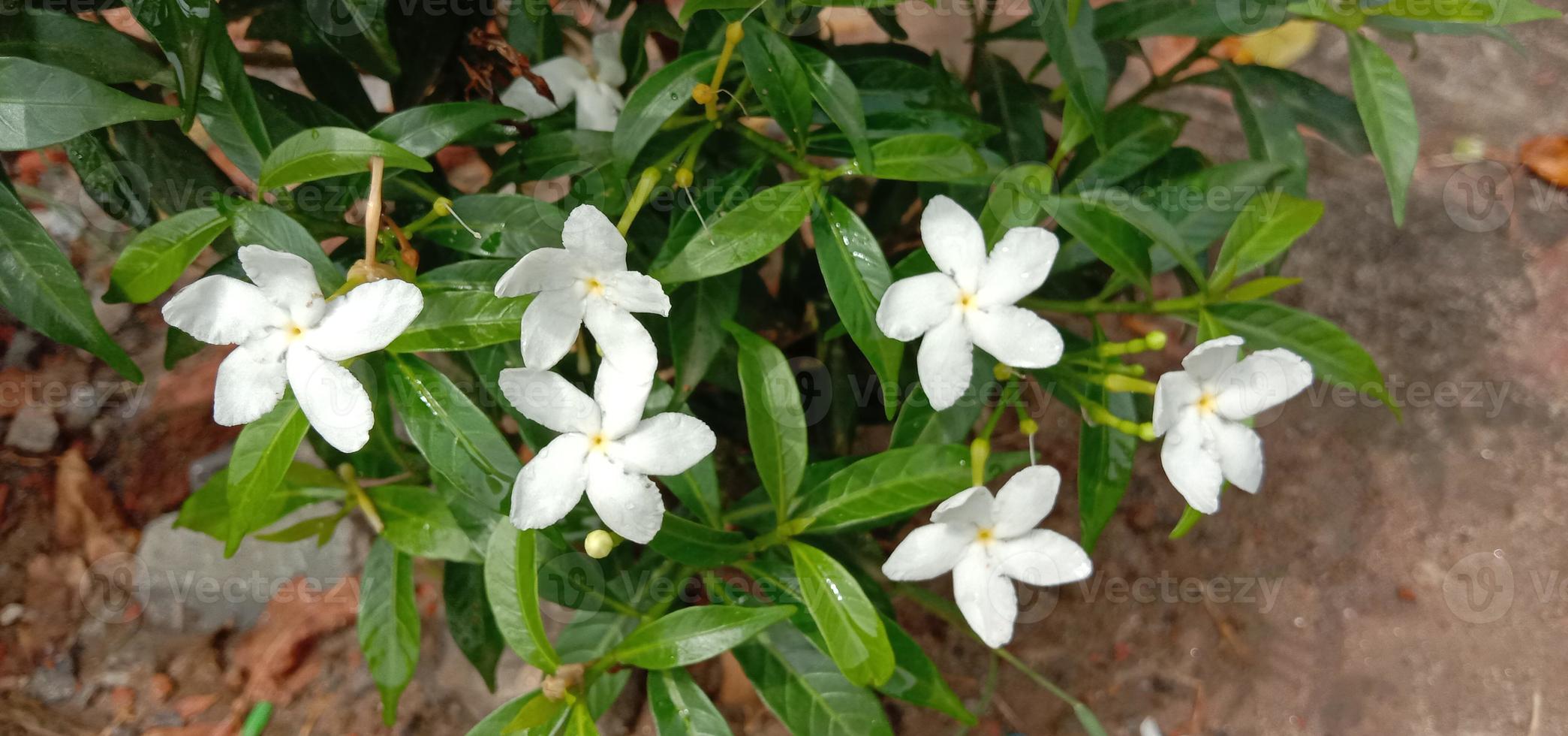 vit färgad vacker blomma närbild foto