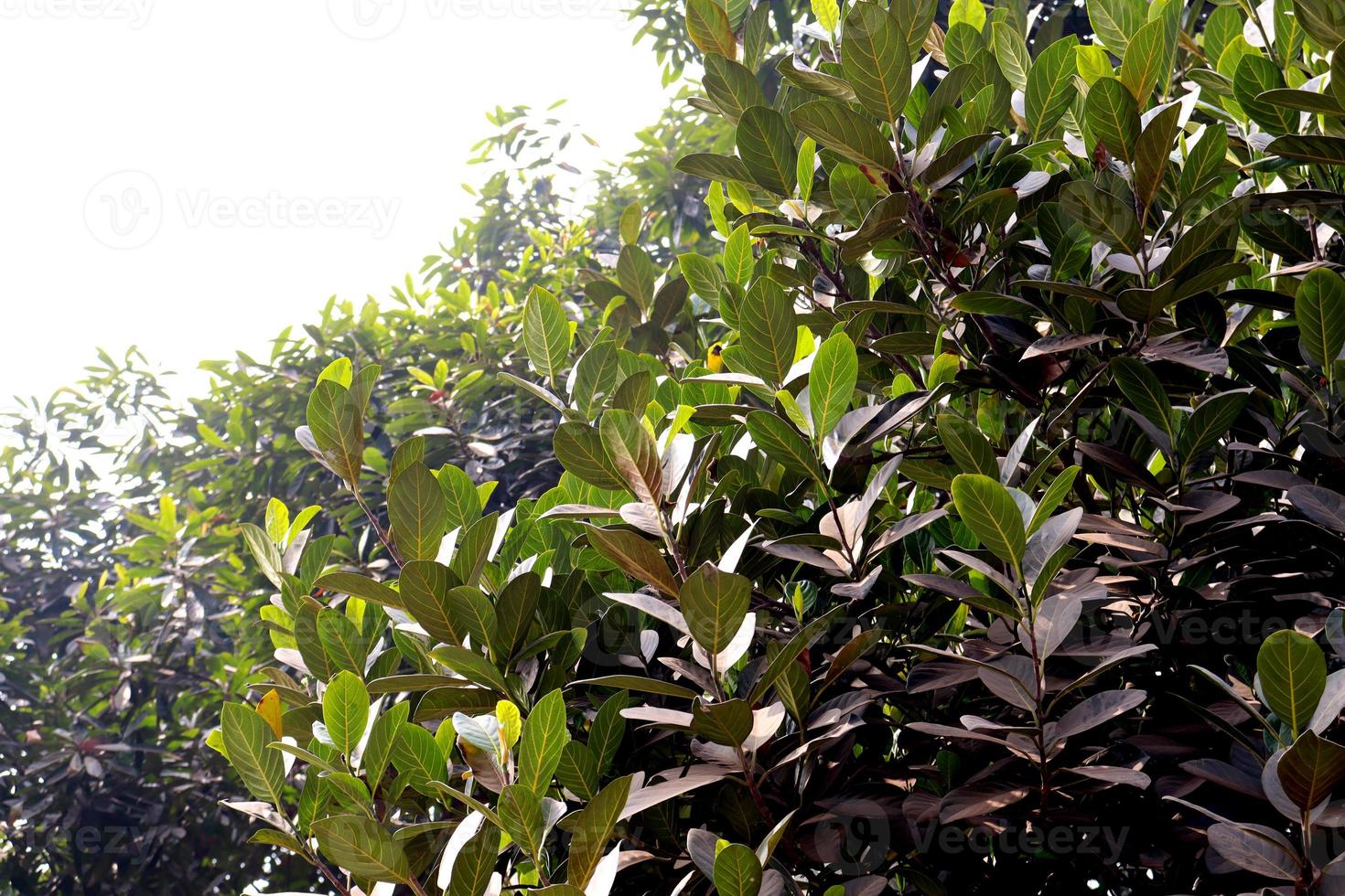 mango blomma närbild med blad på fast foto