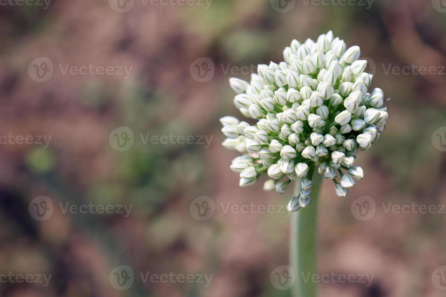 vit färgad lökblomma på fast foto