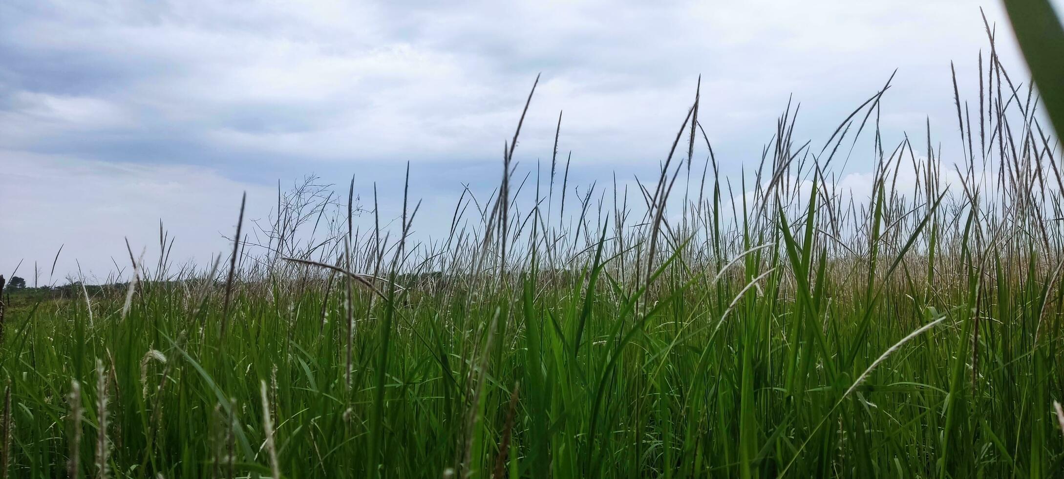 Foto av gräs och molnig himmel