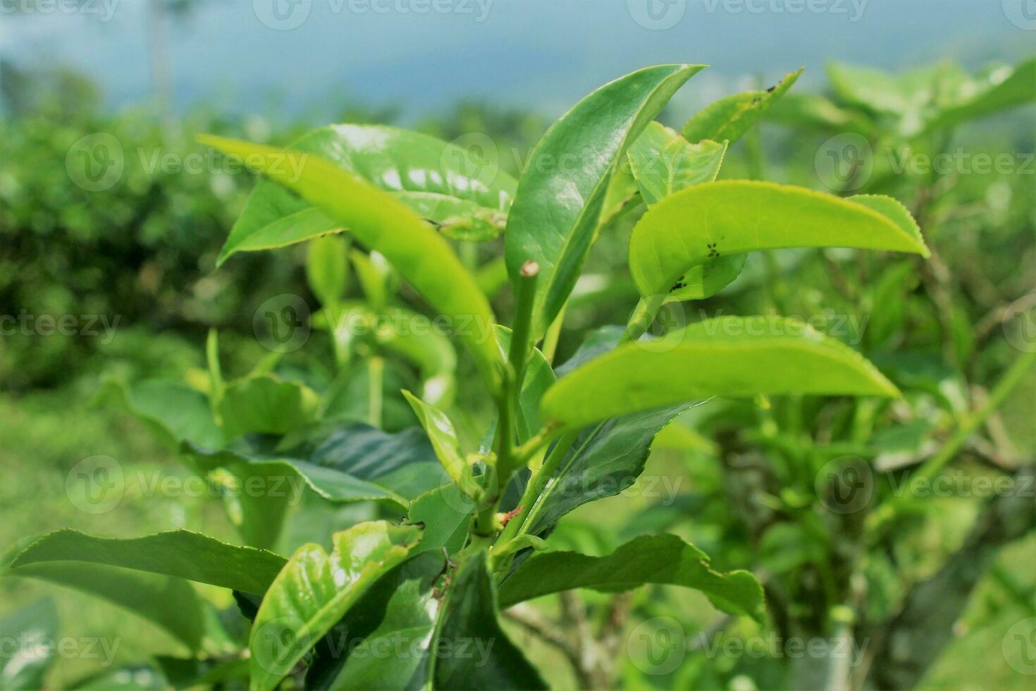 stänga upp av te löv med en se Bakom de te plantage och en suddigt blå himmel. foto
