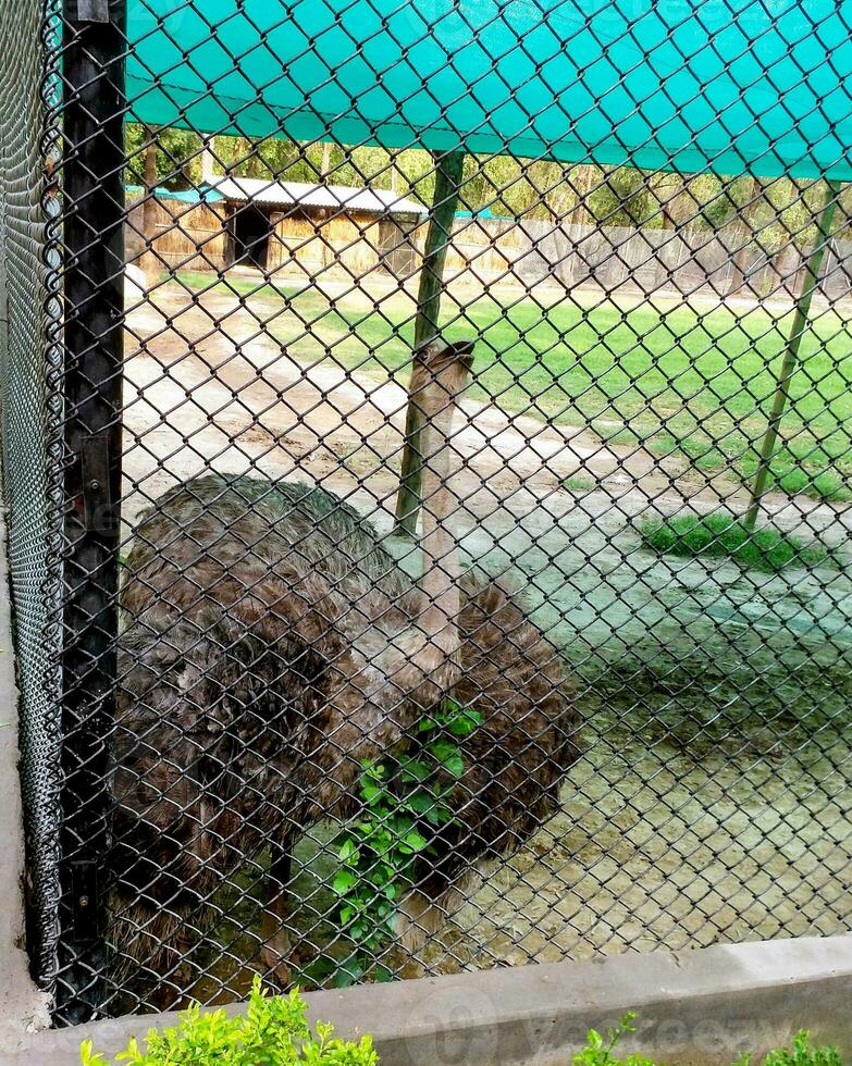 en nyfiken struts i ett järn bur på Zoo i lucknow Indien foto