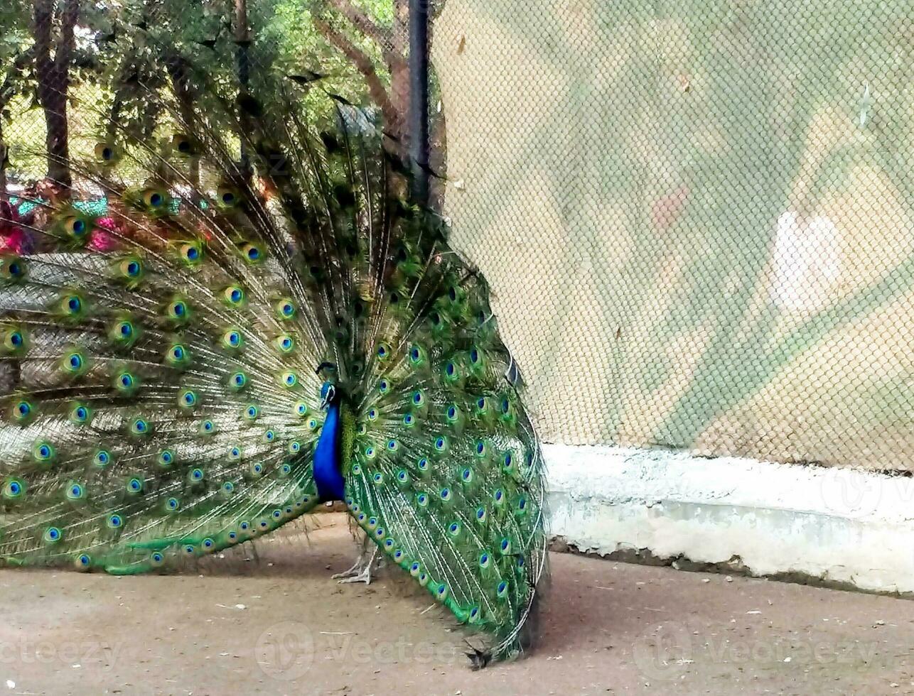 skön påfågel i de Zoo på lucknow Indien foto