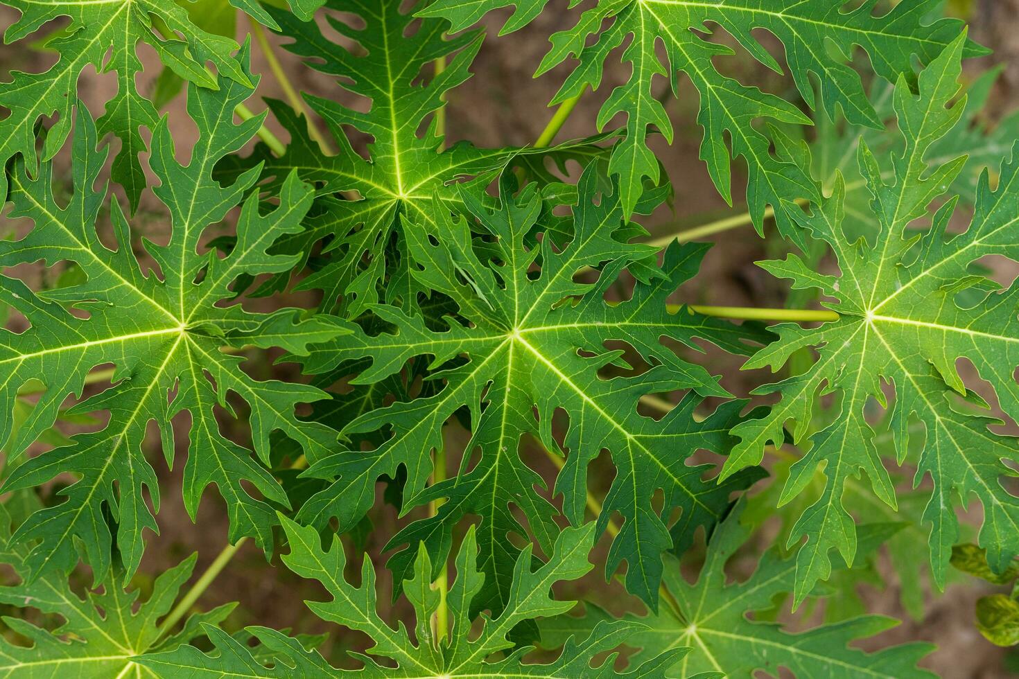 grön daun pepaya eller papaya blad bakgrund i naturen trädgård. foto