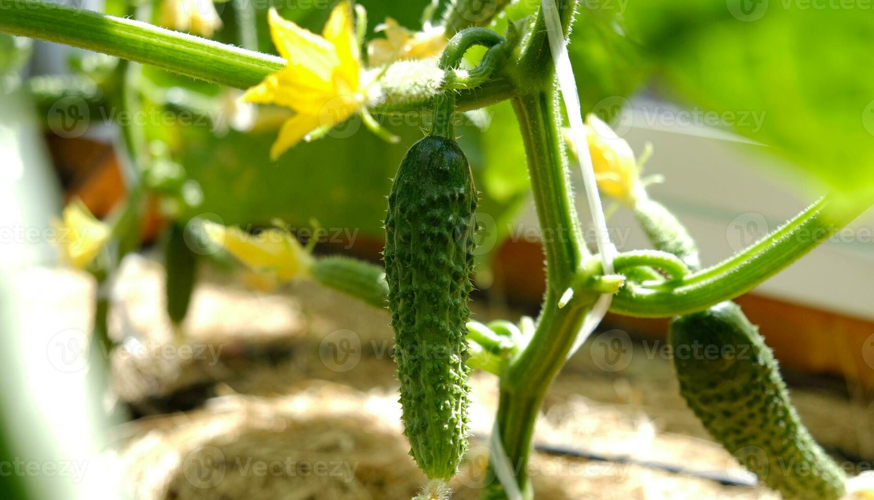 urban grönsaker trädgård. gott organisk grön gurkor växter tillväxt i växthus, varje dag skörda. blommande av gurkor, en små gurka, vävning gurkor, plantor. droppa bevattning systemet. foto