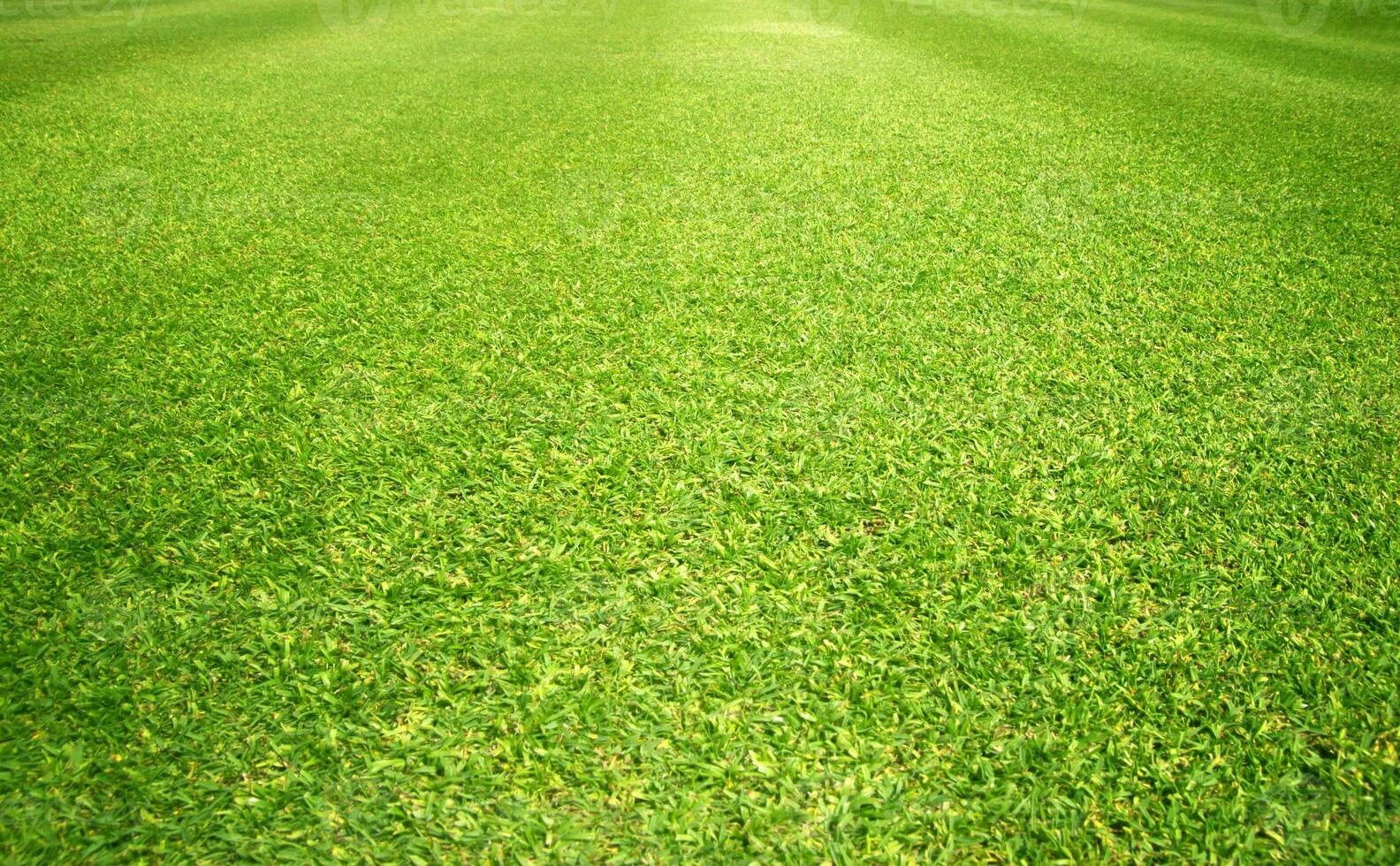 grön gräs gräsmatta golf kurs bakgrund foto