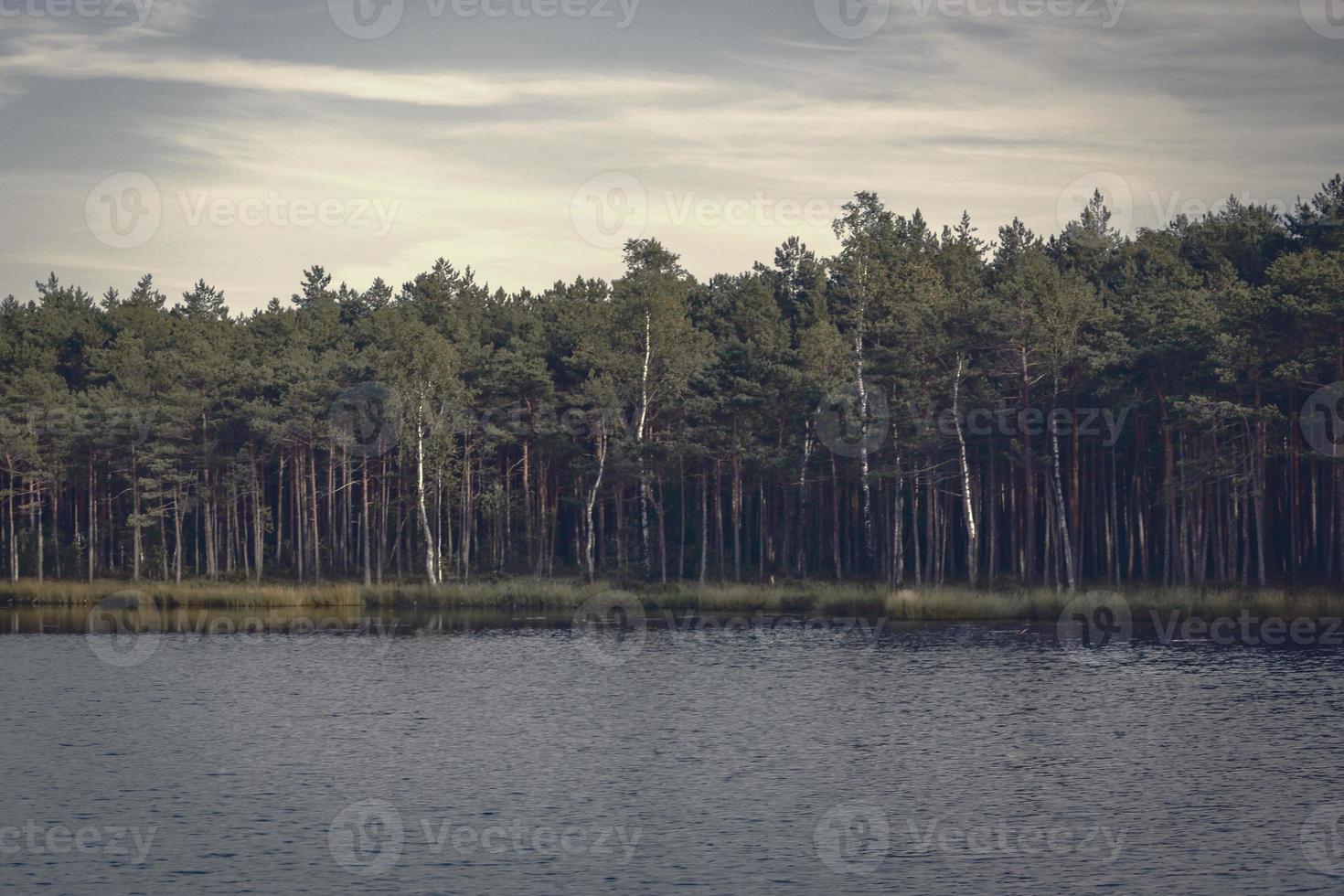 skog som växer längs sjöbanken med mörkt krusat vatten i dimmigt ljus foto