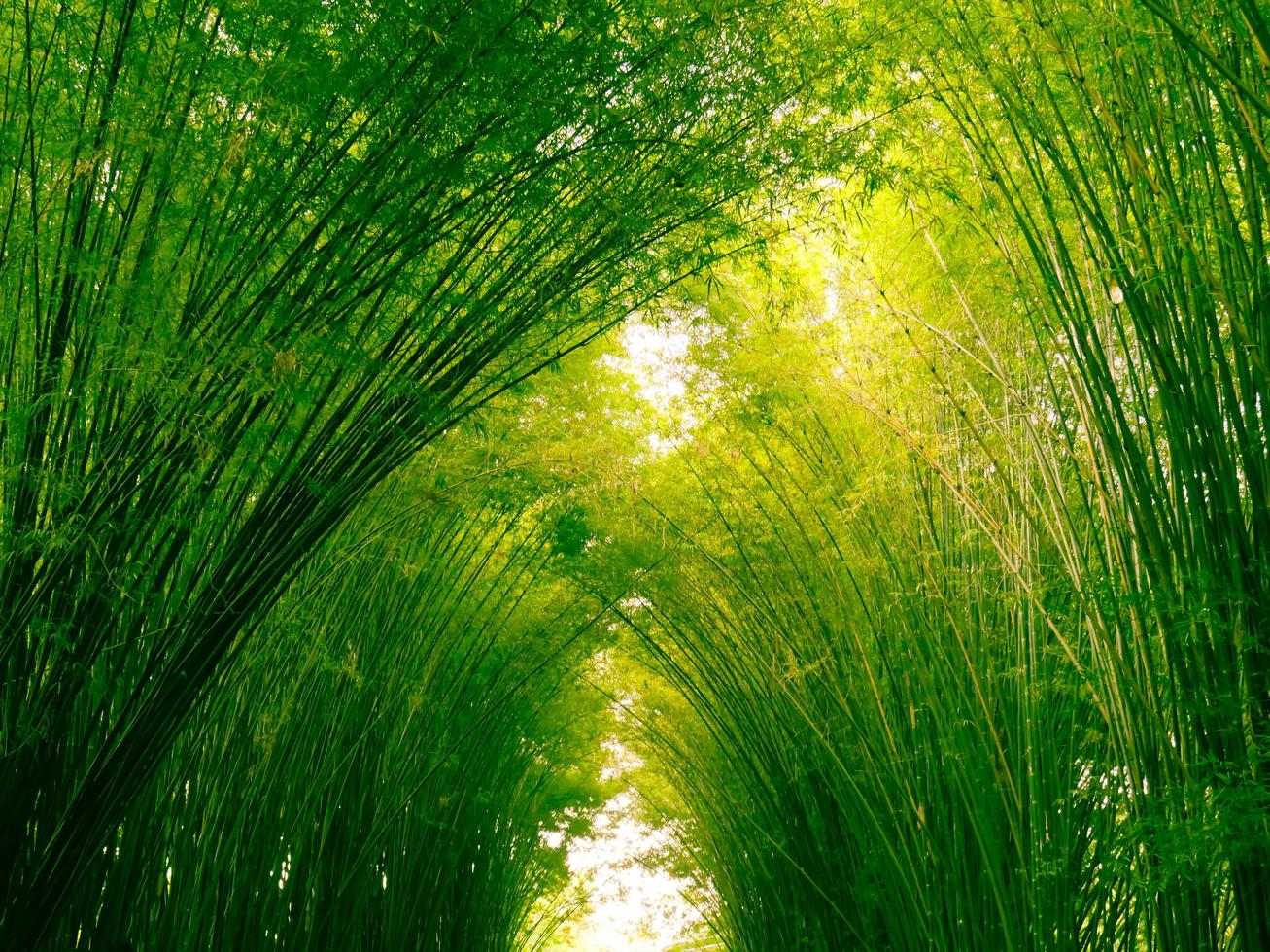 bambuskog på morgonen, pittoreska snår av en bambu i tropisk regnskog, Thailand foto