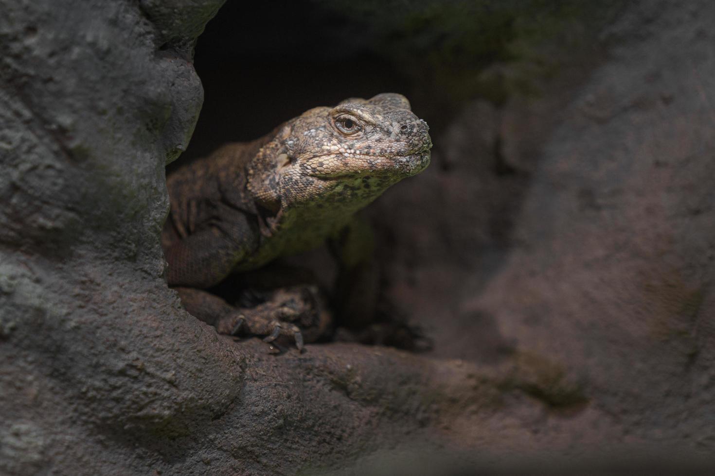 vanlig chuckwalla mellan sten foto