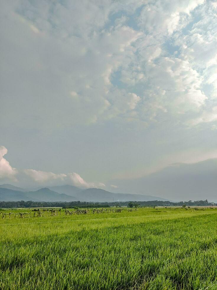 ris fält med bergen och klar himmel i de bakgrund foto
