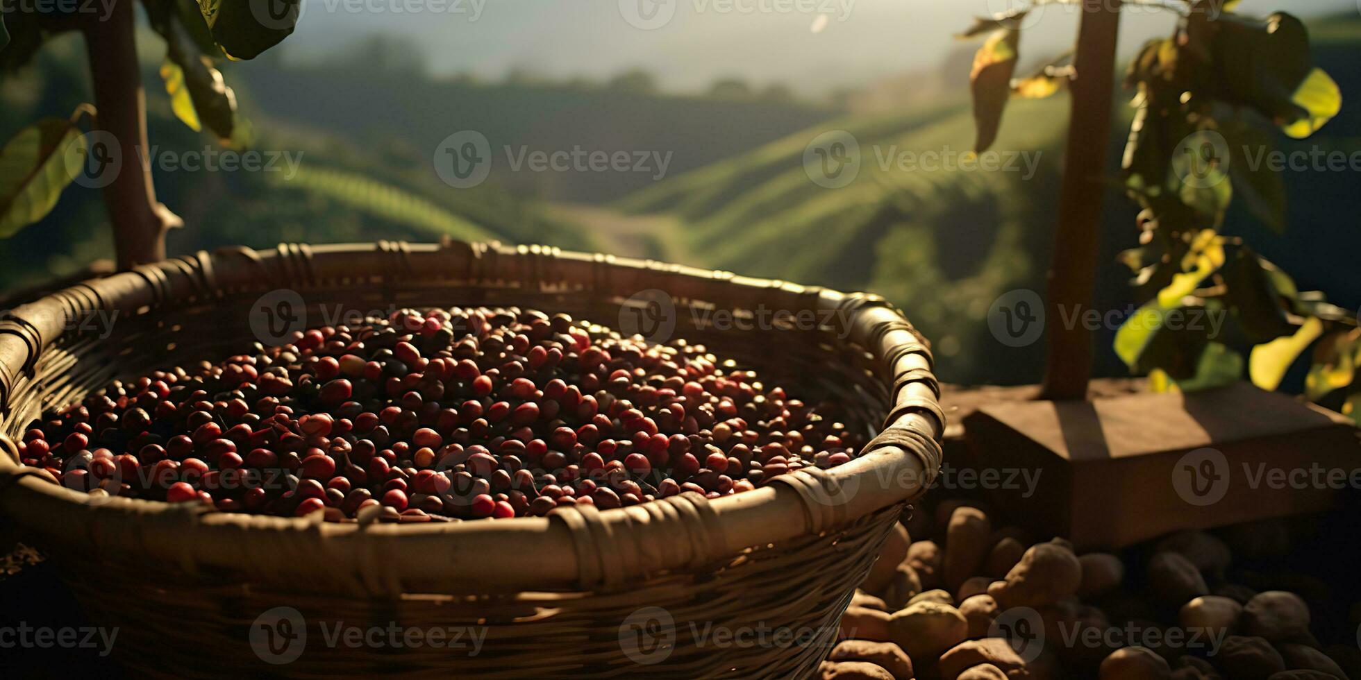 ai genererad. ai generativ. kaffe bönor plantage natur utomhus- landskap. grafisk konst foto